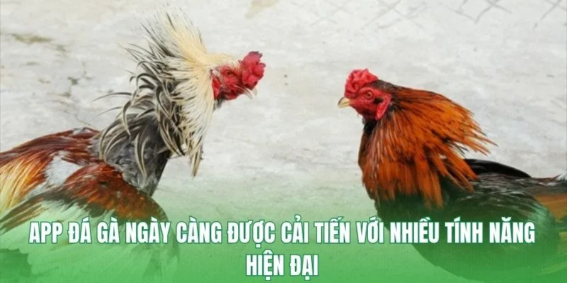 App Đá Gà