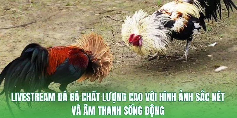 App đá gà ngày càng được cải tiến với nhiều tính năng hiện đại