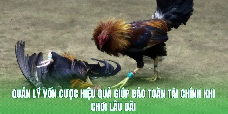 Livestream đá gà chất lượng cao với hình ảnh sắc nét và âm thanh sống động