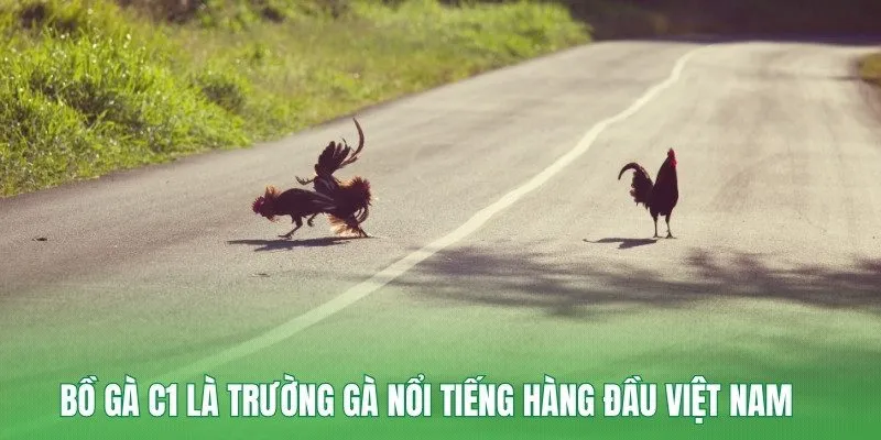 Bồ gà C1 là trường gà nổi tiếng hàng đầu Việt Nam