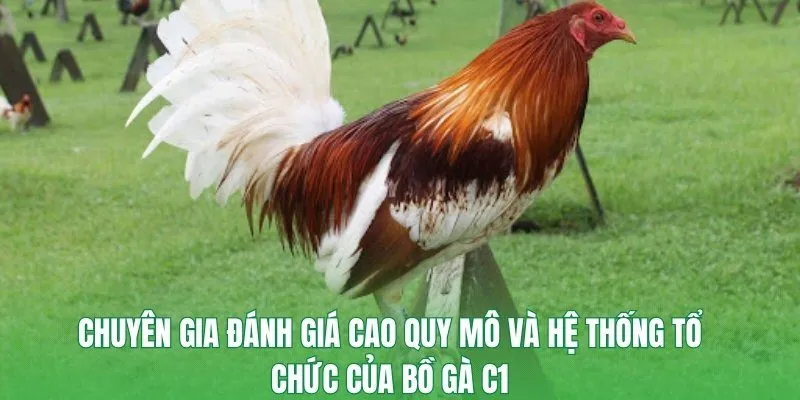 Chuyên gia đánh giá cao quy mô và hệ thống tổ chức của bồ gà C1