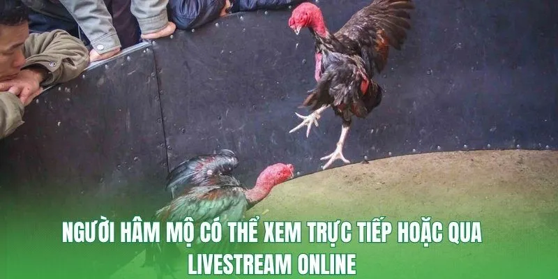 Người hâm mộ có thể xem trực tiếp hoặc qua livestream online