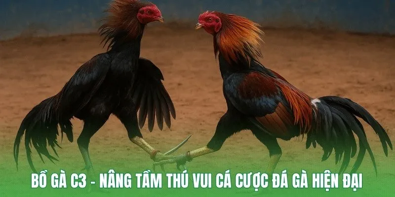 Bồ Gà C3
