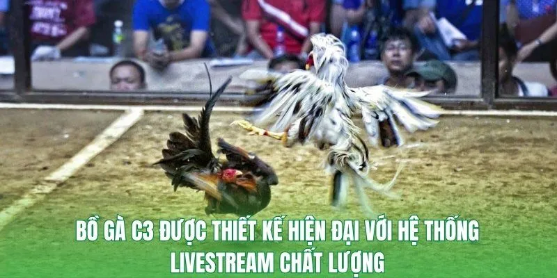 Bồ gà C3 được thiết kế hiện đại với hệ thống livestream chất lượng