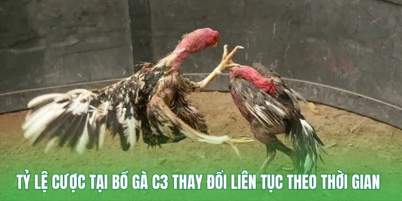 Tỷ lệ cược tại bồ gà C3 thay đổi liên tục theo thời gian