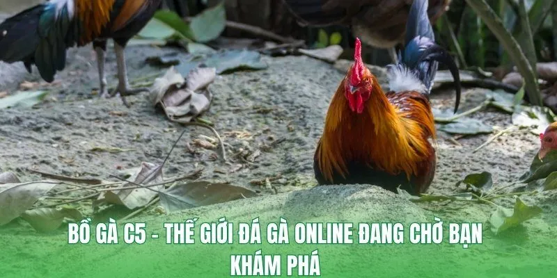 Bồ gà C5
