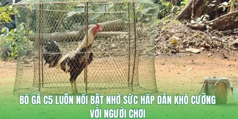 Bồ gà C5 luôn nổi bật nhờ sức hấp dẫn khó cưỡng với người chơi