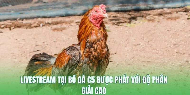 Livestream tại bồ gà C5 được phát với độ phân giải cao
