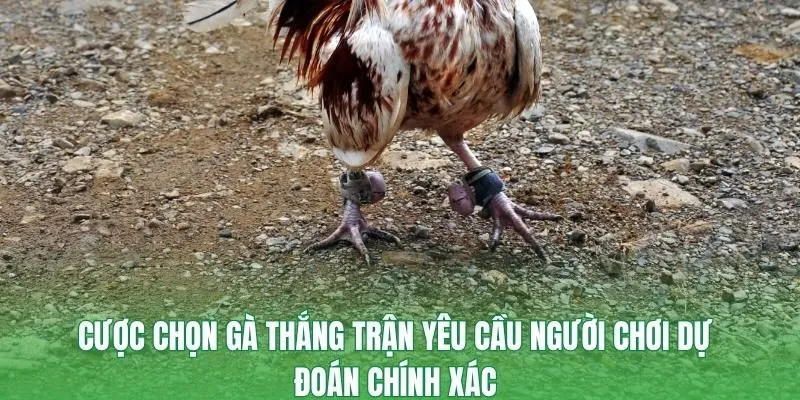 Cược chọn gà thắng trận yêu cầu người chơi dự đoán chính xác