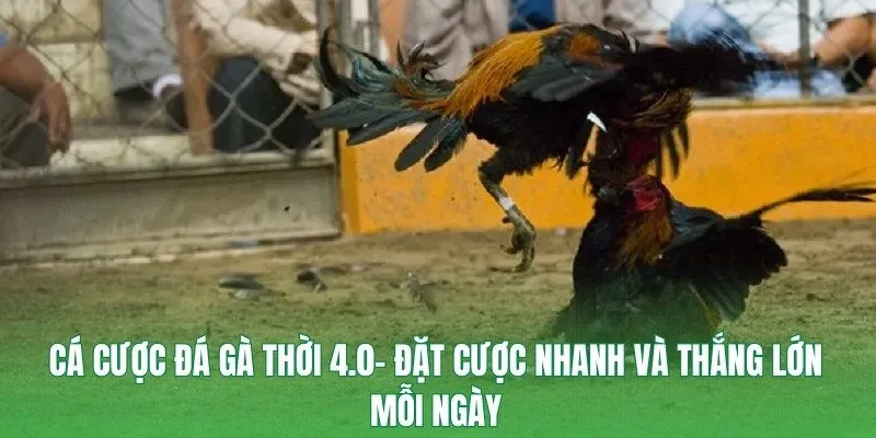 cá cược đá gà