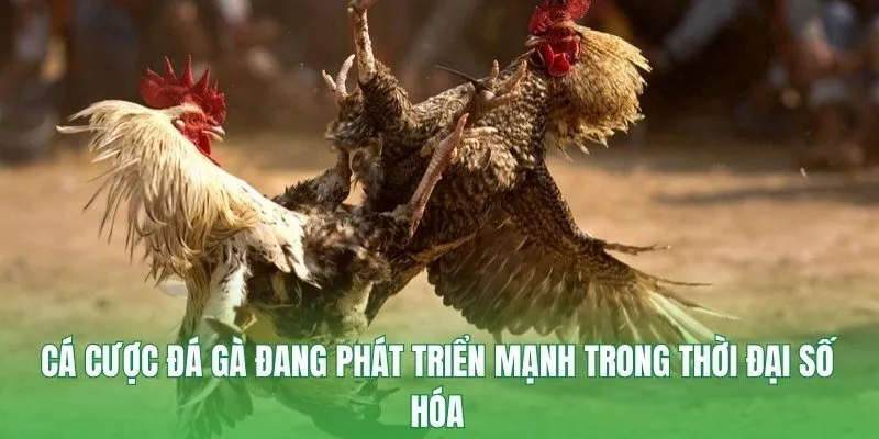 Cá cược đá gà đang phát triển mạnh trong thời đại số hóa