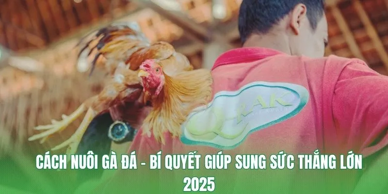 Cách Nuôi Gà Đá