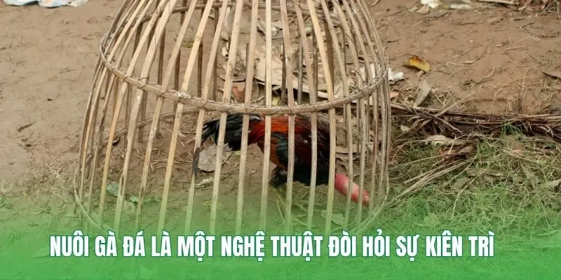 Nuôi gà đá là một nghệ thuật đòi hỏi sự kiên trì