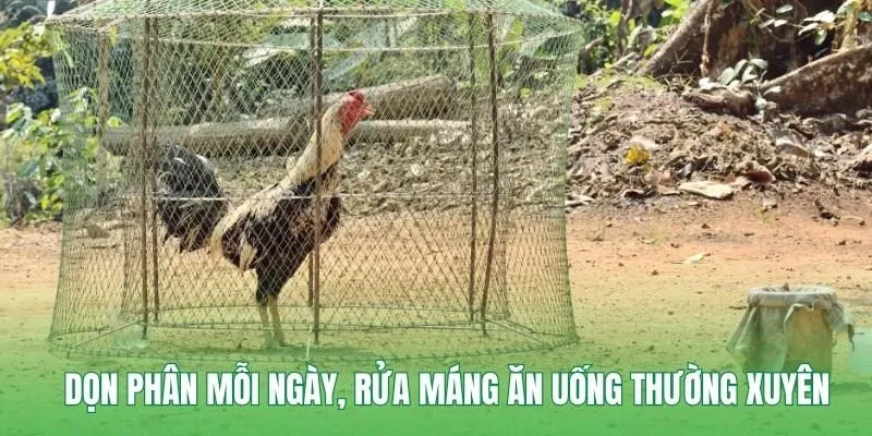 Dọn phân mỗi ngày, rửa máng ăn uống thường xuyên