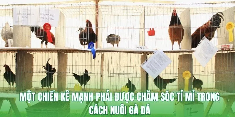 Một chiến kê mạnh phải được chăm sóc tỉ mỉ trong cách nuôi gà đá
