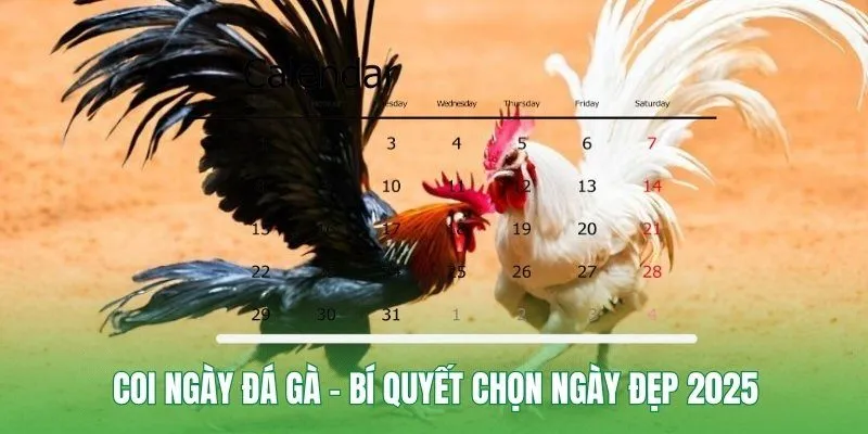Coi Ngày Đá Gà