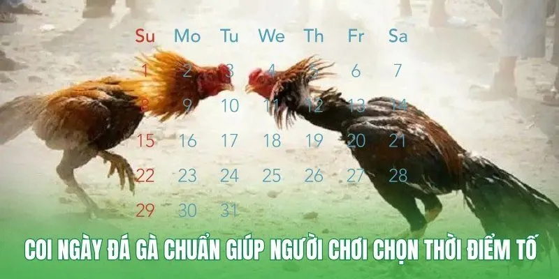 Coi ngày đá gà chuẩn giúp người chơi chọn thời điểm tố