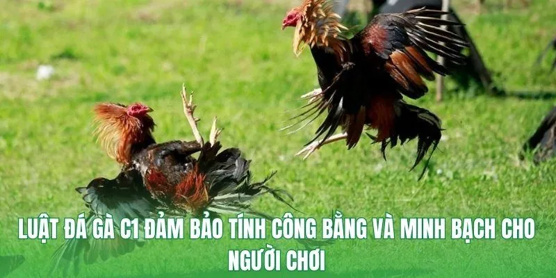 Luật đá gà C1 đảm bảo tính công bằng và minh bạch cho người chơi