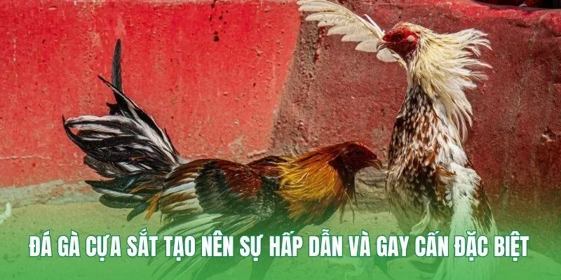 Đá gà cựa sắt tạo nên sự hấp dẫn và gay cấn đặc biệt