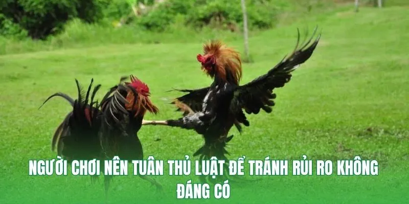 Người chơi nên tuân thủ luật để tránh rủi ro không đáng có