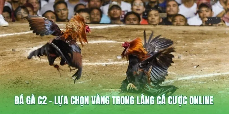 Đá Gà C2