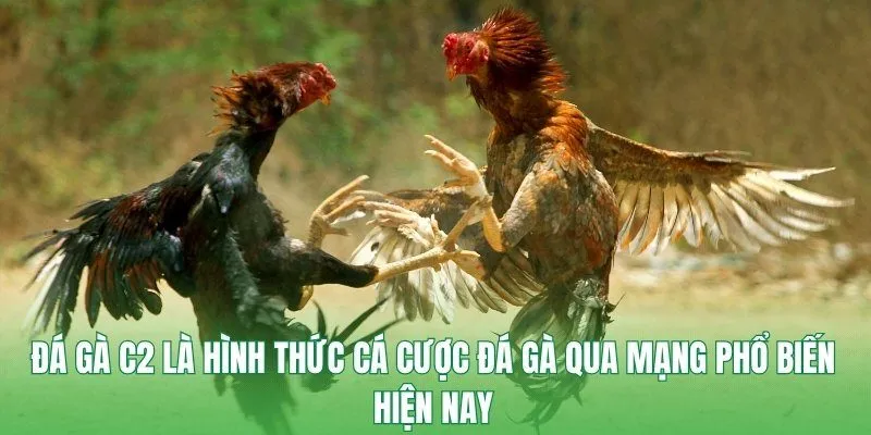 Đá gà C2 là hình thức cá cược đá gà qua mạng phổ biến hiện nay