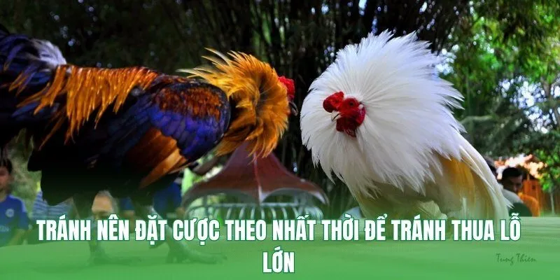 Tránh nên đặt cược theo nhất thời để tránh thua lỗ lớn