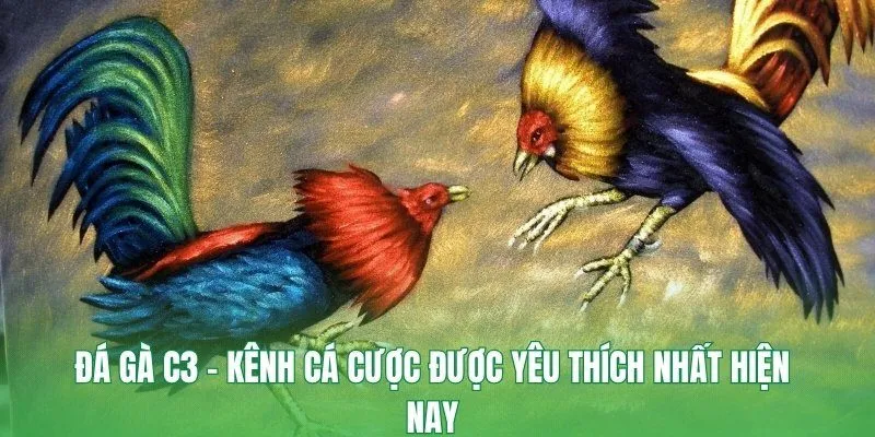 Đá gà C3