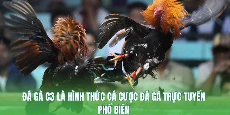 Đá gà C3 là hình thức cá cược đá gà trực tuyến phổ biến