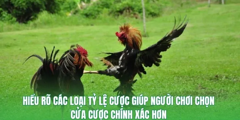 Hiểu rõ các loại tỷ lệ cược giúp người chơi chọn cửa cược chính xác hơn