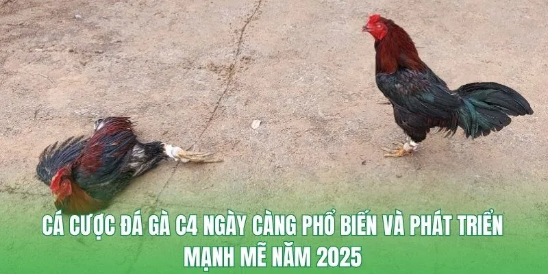 Cá cược đá gà C4 ngày càng phổ biến và phát triển mạnh mẽ năm 2025