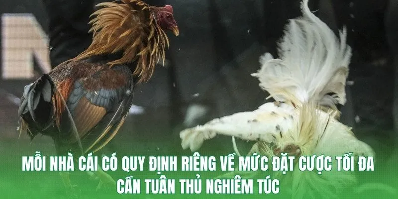 Mỗi nhà cái có quy định riêng về mức đặt cược tối đa cần tuân thủ nghiêm túc