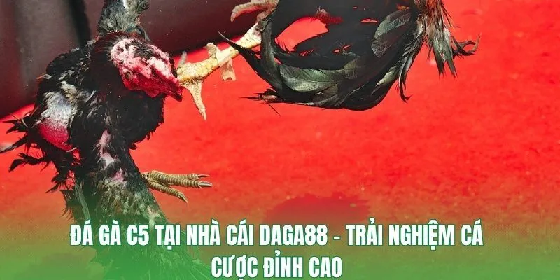 Đá Gà C5