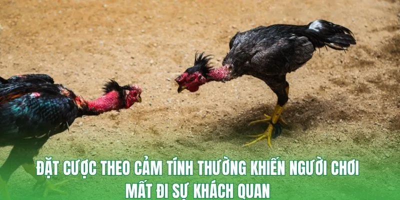 Truyền hình trực tiếp các trận đá gà C5 với hình ảnh sắc nét