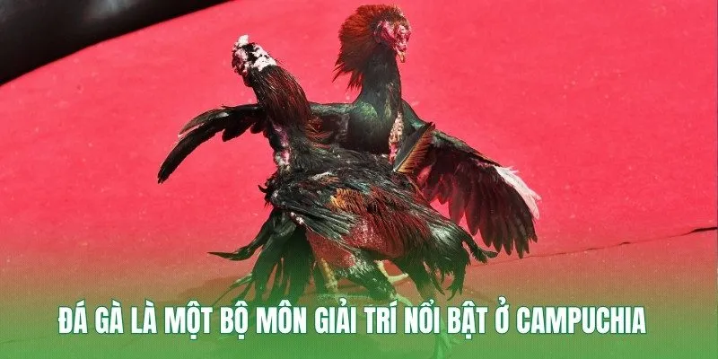Đá gà là một bộ môn giải trí nổi bật ở Campuchia