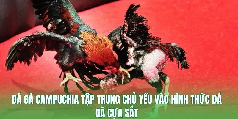 Đá gà Campuchia tập trung chủ yếu vào hình thức đá gà cựa sắt