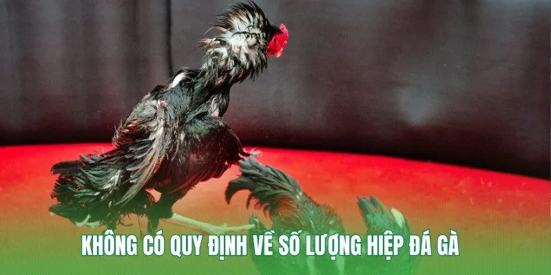 Không có quy định về số lượng hiệp đá gà