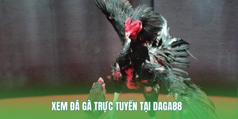Xem đá gà trực tuyến tại Daga88