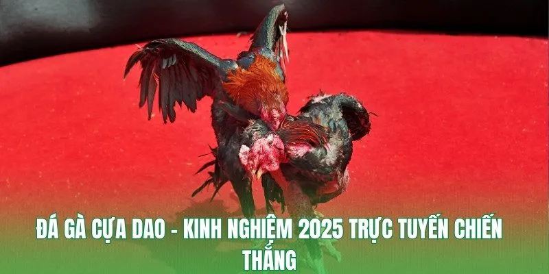 Đá Gà Cựa Dao