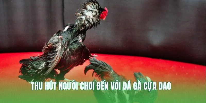 Thu hút người chơi đến với đá gà cựa dao