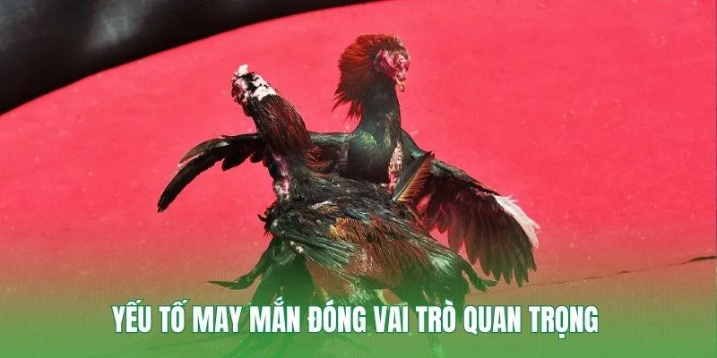 Yếu tố may mắn đóng vai trò quan trọng