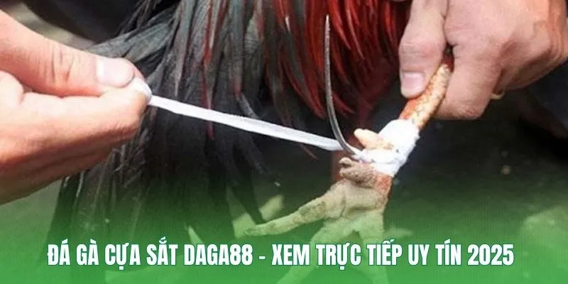 Đá Gà Cựa Sắt