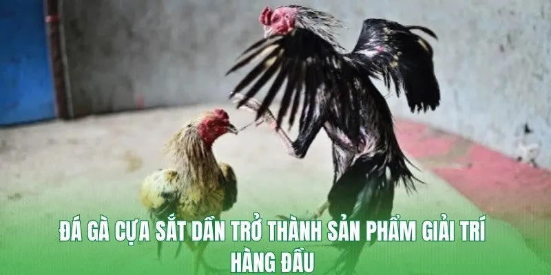 Đá gà cựa sắt dần trở thành sản phẩm giải trí hàng đầu