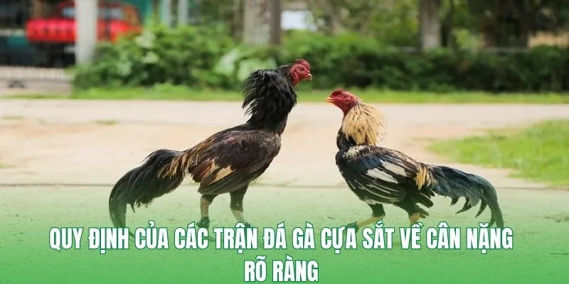 Quy định của các trận đá gà cựa sắt về cân nặng rõ ràng