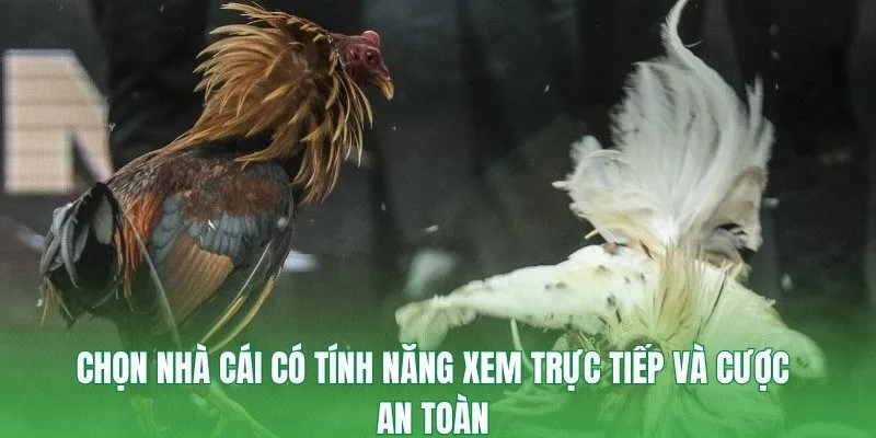 Chọn nhà cái có tính năng xem trực tiếp và cược an toàn