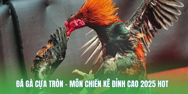 Đá Gà Cựa Tròn