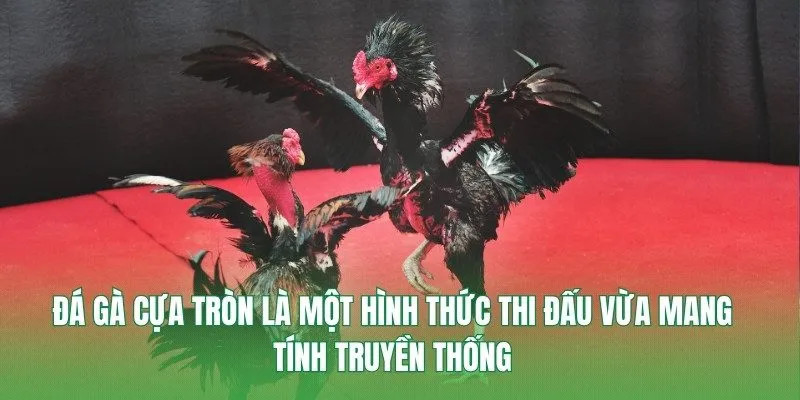 Đá gà cựa tròn là một hình thức thi đấu vừa mang tính truyền thống