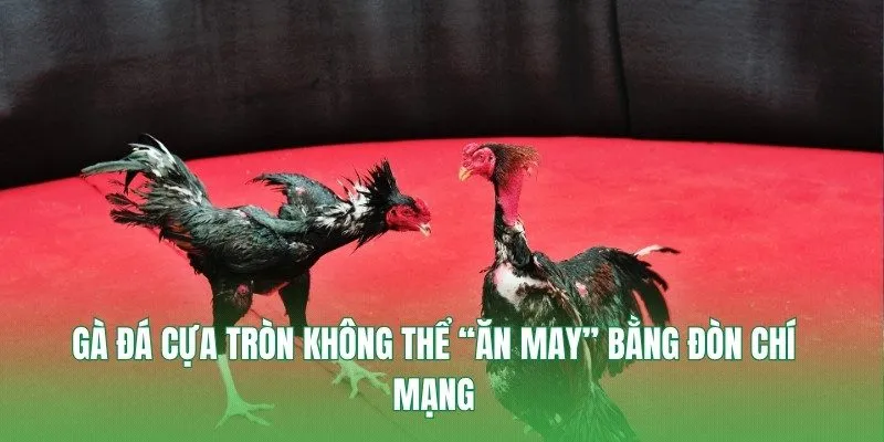 Gà đá cựa tròn không thể “ăn may” bằng đòn chí mạng
