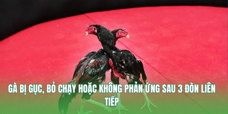 Gà bị gục, bỏ chạy hoặc không phản ứng sau 3 đòn liên tiếp