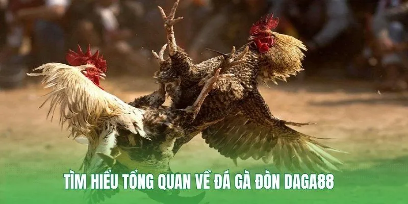 Tìm hiểu tổng quan về đá gà đòn Daga88